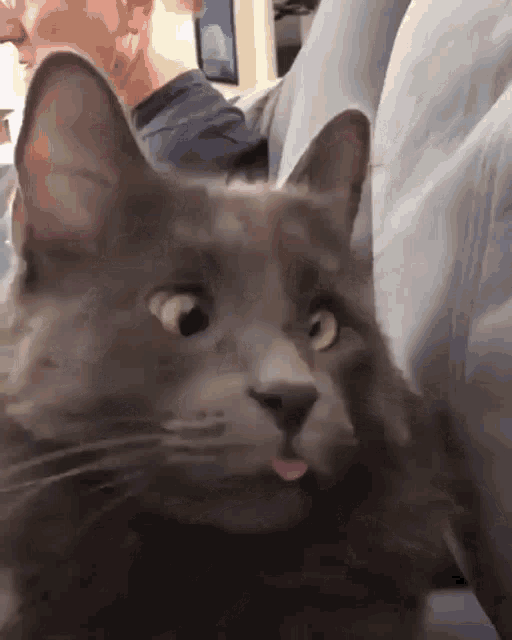 Cat Derp
